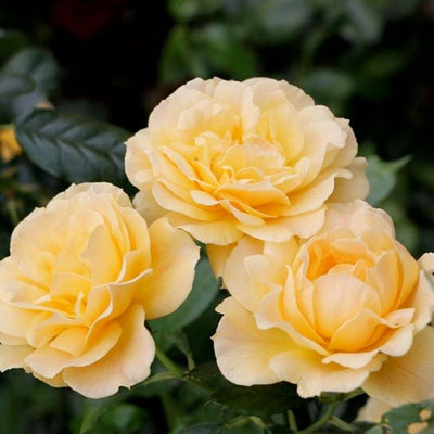 Easy Going - 5 Gallon