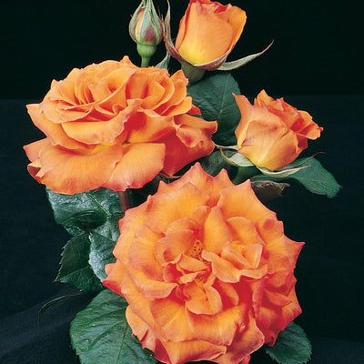 Gingersnap - 5 Gallon