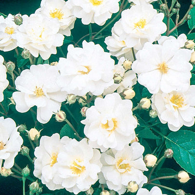 Gourmet Popcorn - 5 Gallon