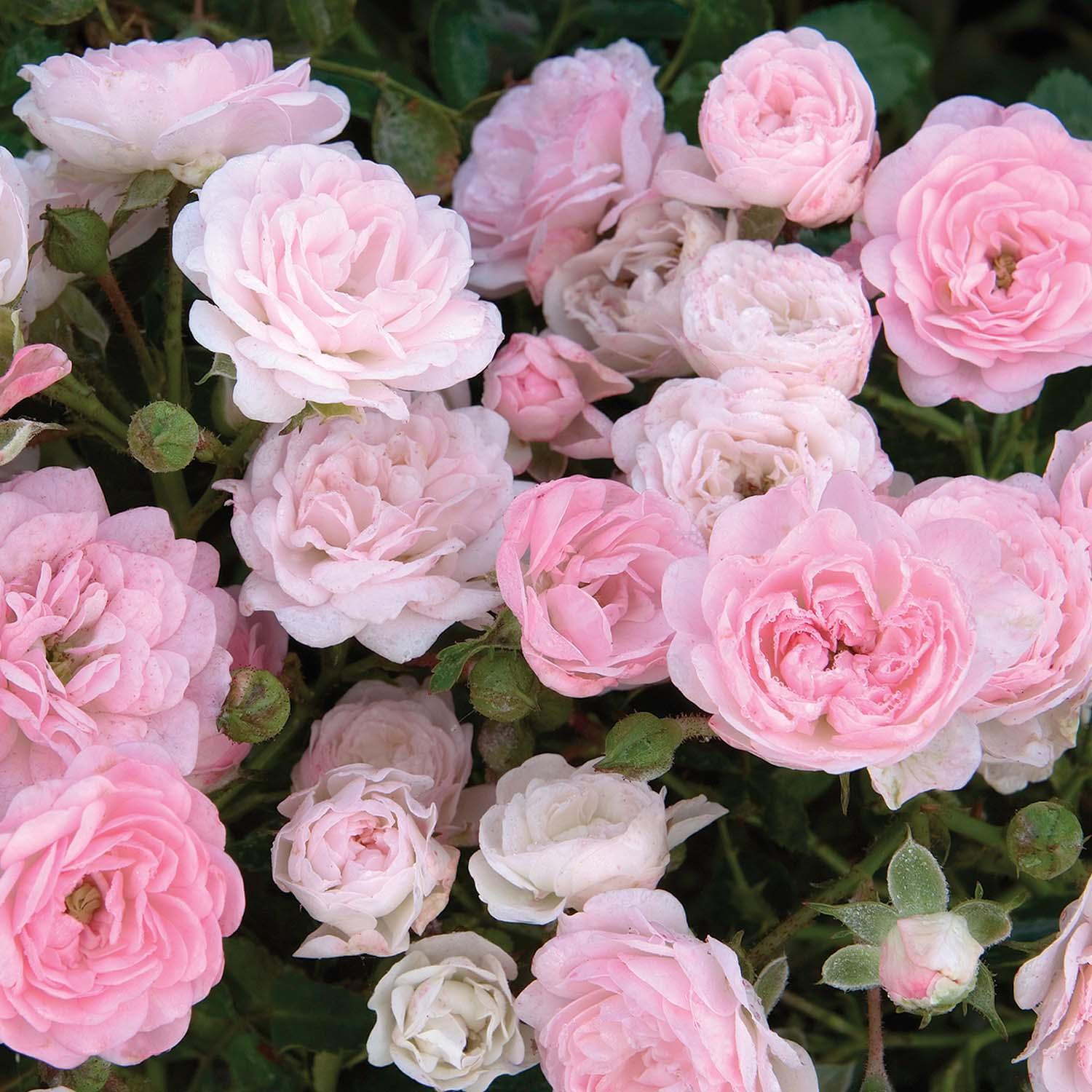 The Fairy - 5 Gallon – Roger's Gardens