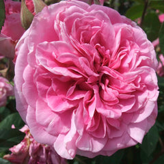Gertrude Jekyll - Climbing - 5 Gallon