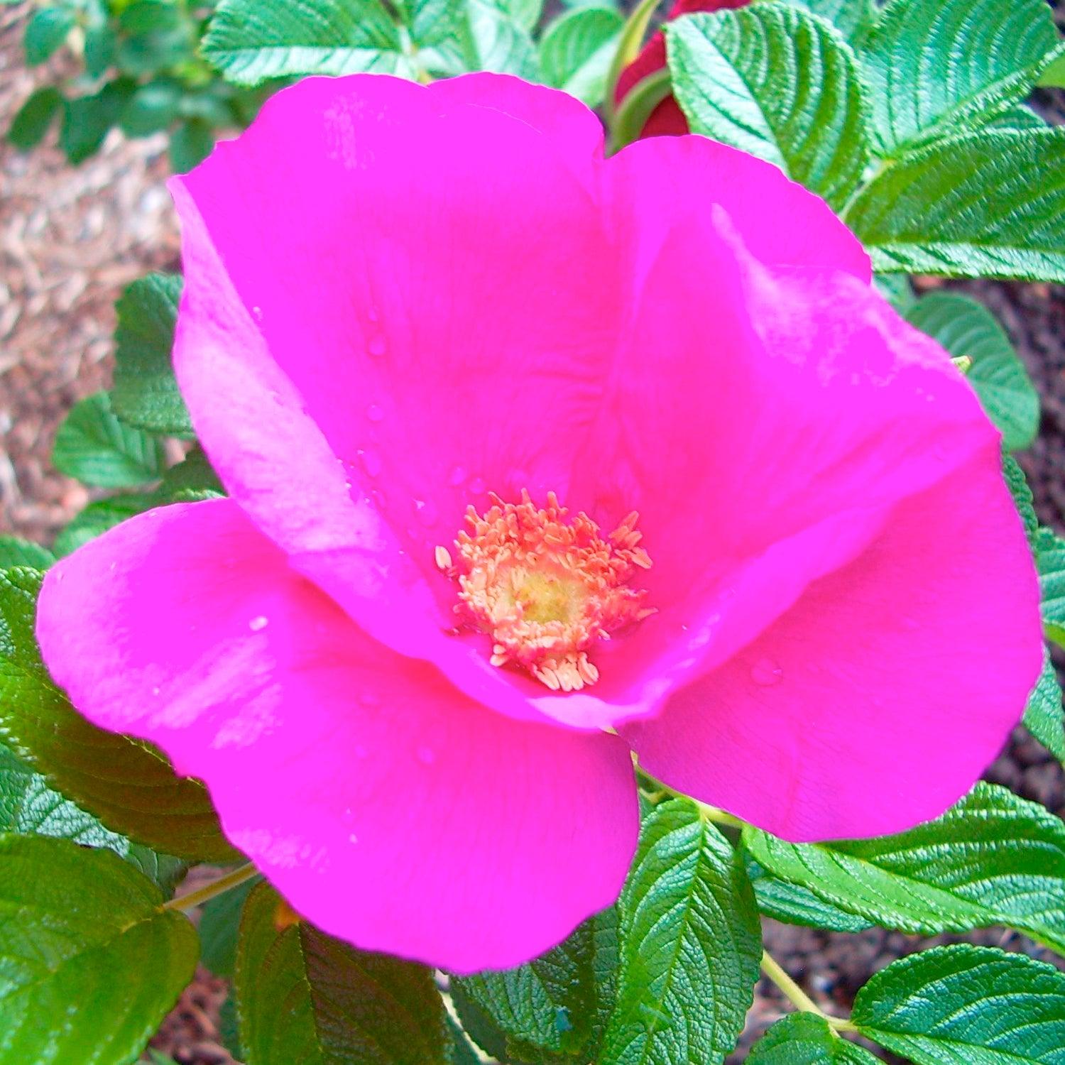 Rosa Rugosa - 5 Gallon – Roger's Gardens