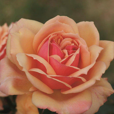 About Face - 5 Gallon