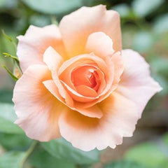 Apricot Candy - 5 Gallon