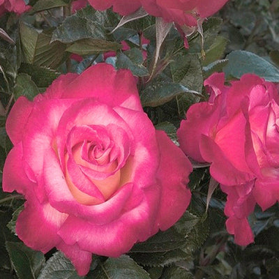 Dick Clark - 5 Gallon