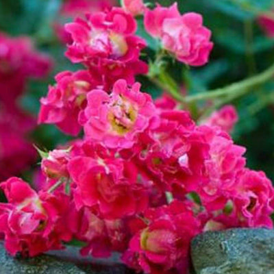 Red Drift - 5 Gallon