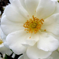 Flower Carpet White - 5 Gallon