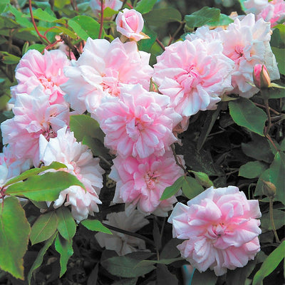 Cecile Brunner - 5 Gallon