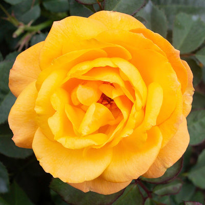 Good as Gold - 5 Gallon