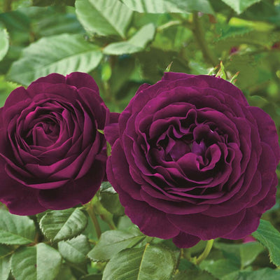 Twilight Zone - 5 Gallon