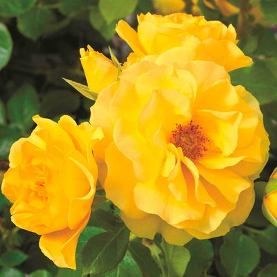 Sparkle and Shine - 5 Gallon