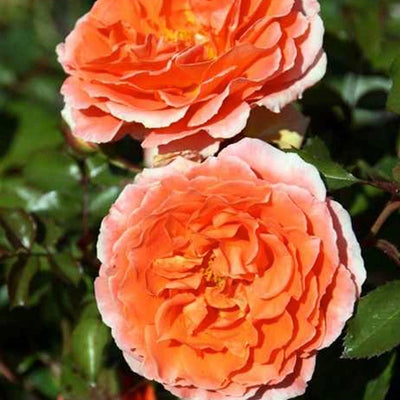 Adobe Sunrise - 5 Gallon