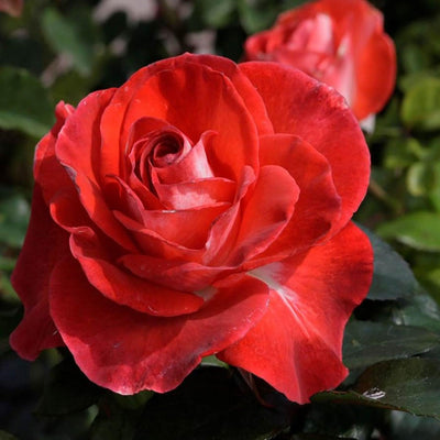 Smokin' Hot - 5 Gallon