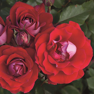 Take It Easy - 5 Gallon