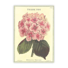 Thank You - Hydrangea