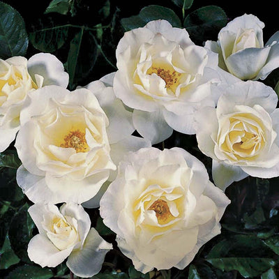 White Simplicity - 5 Gallon