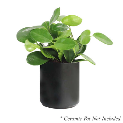 Hoya Australis - 6in