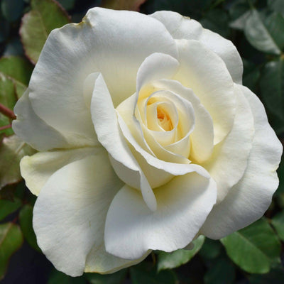 Shirley's Bouquet - 5 Gallon