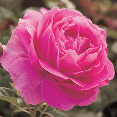 Grande Dame - 5 Gallon