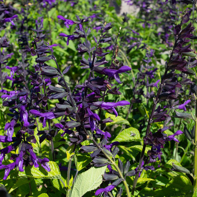 Salvia 'Purple Amistad' - Amistad Salvia (Sage) - 1 Gallon