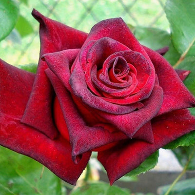 Black Baccara - 5 Gallon