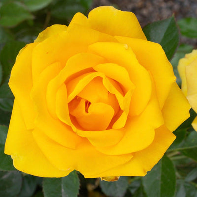 Gilded Sun - 5 Gallon