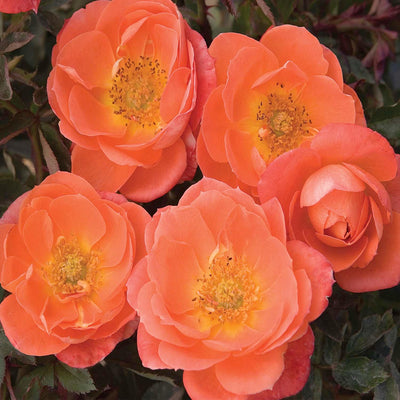 Amber Sunblaze - 5 Gallon