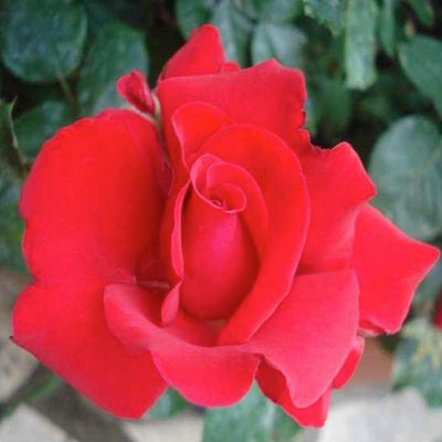 Grande Amore Eleganza - 5 Gallon