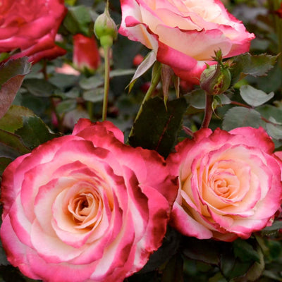 White Lies - 5 Gallon