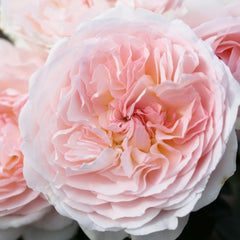 Bliss Parfuma - 5 Gallon
