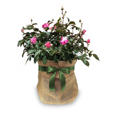 Rose Gift Wrapping