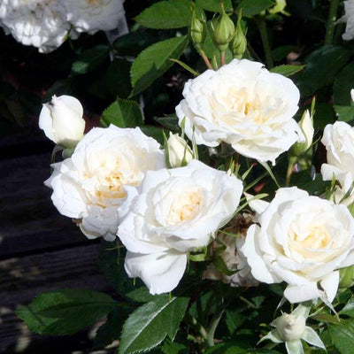 Bridal Sunblaze - 3 Gallon