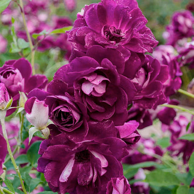 Burgundy Iceberg - 5 Gallon