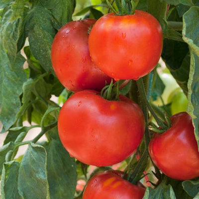 Arkansas Traveler - 4" Pot