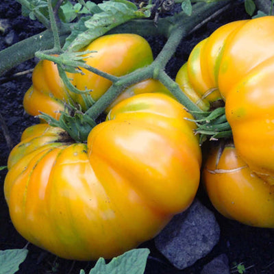 Hawaiian Pineapple - 4" Pot