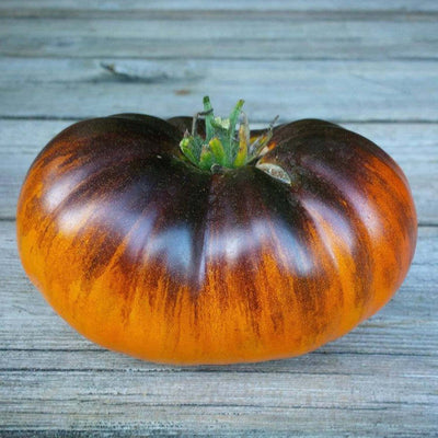 Lucid Gem - 1 Gallon