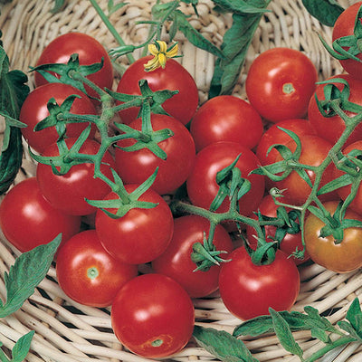 Red Grape - 4" Pot