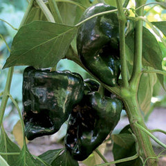 Ancho Gigante - 4