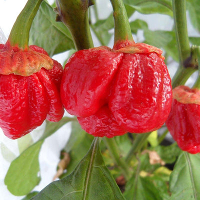 7 Pot Bubble Gum - 4" Pot