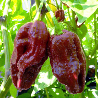 7 Pot Douglah - 4" Pot