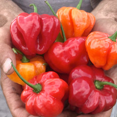 Aji Dulce - 4