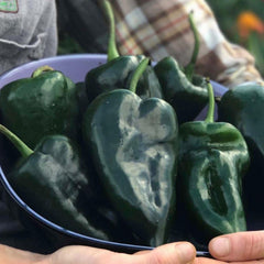 Ancho Poblano - 4