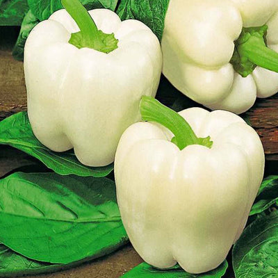 Bell Ivory - 4" Pot