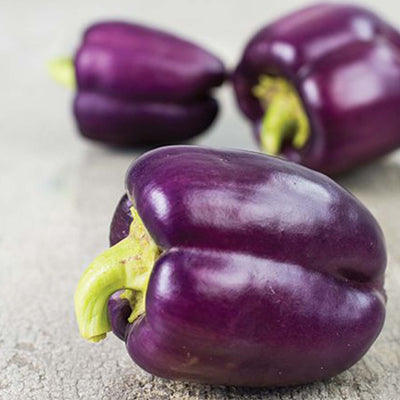 Bell Purple - 4" Pot