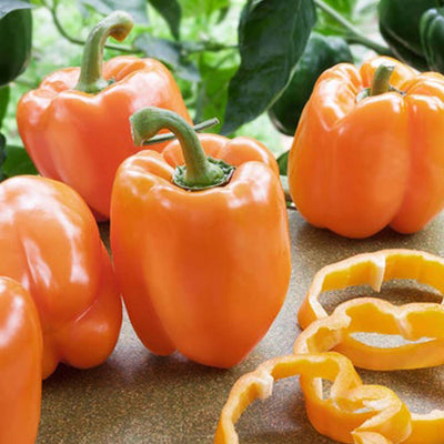 Bell Orange  - 4" Pot