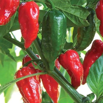 Bhut Jolokia (Ghost) - 4" Pot