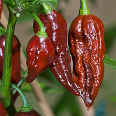 Bhut Jolokia (Ghost) Chocolate - 4