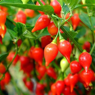 Biquino Red - 4" Pot