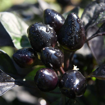 Black Pearl - 4" Pot