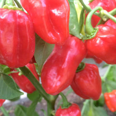 Carribean Red - 4
